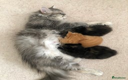 Siberian cats for sale: Stunning Siberian Kittens! - Image 16