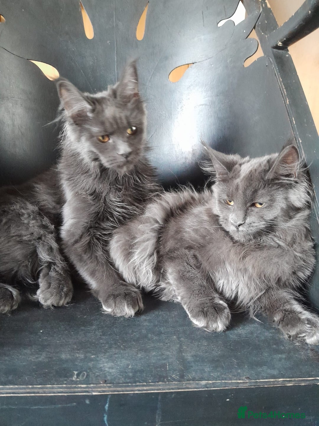 Maine Coon cats for sale: 2 solid blue MaineCoon girls TICA - Advert 6