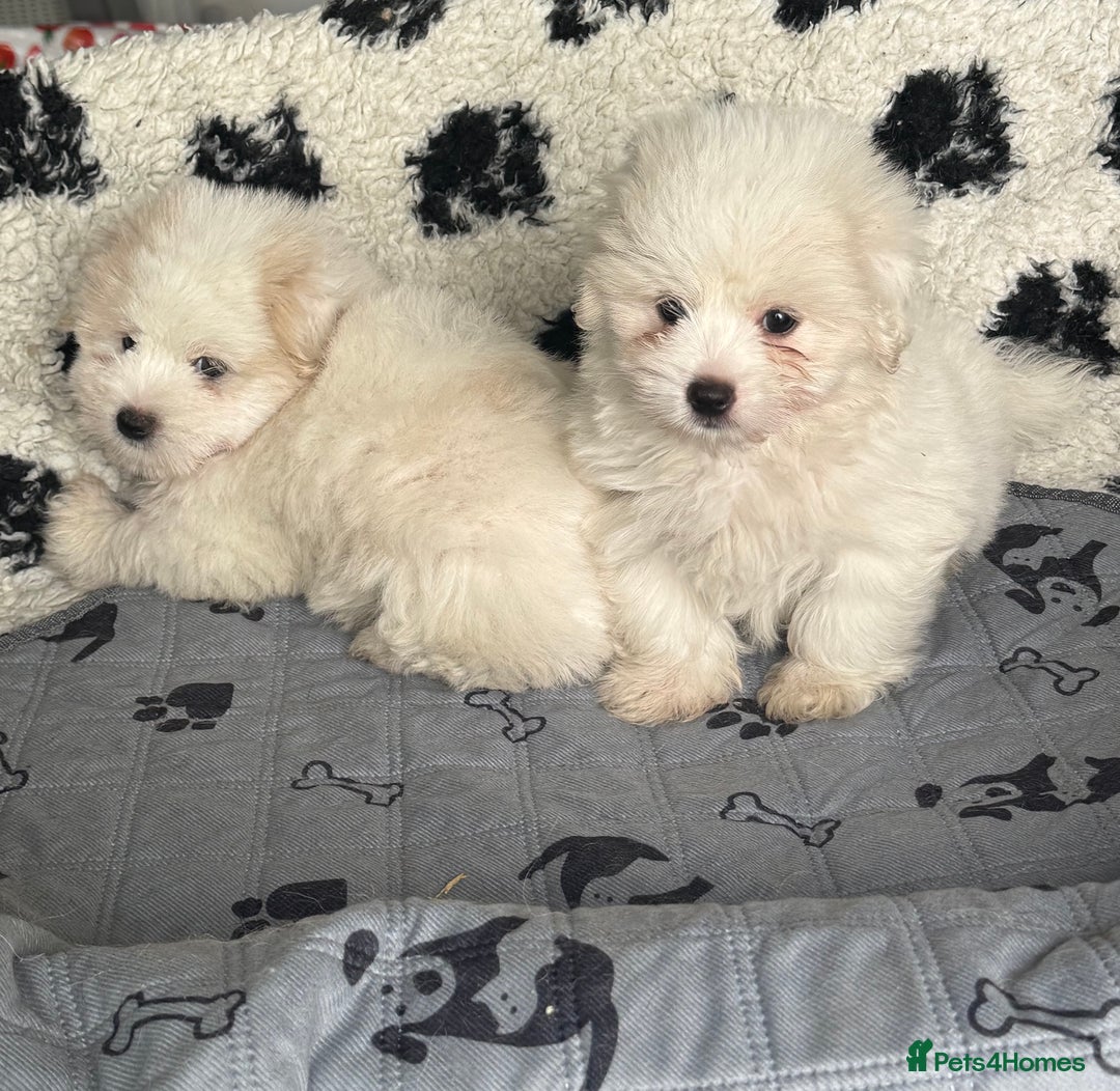 Coton De Tulear dogs for sale: Coton de tulear male pups  - Image 5