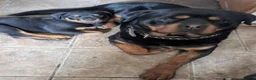 Rottweiler dogs for sale: 🎶Excellent top big 🧸bones quality pups🧸🧸 - Advert 8