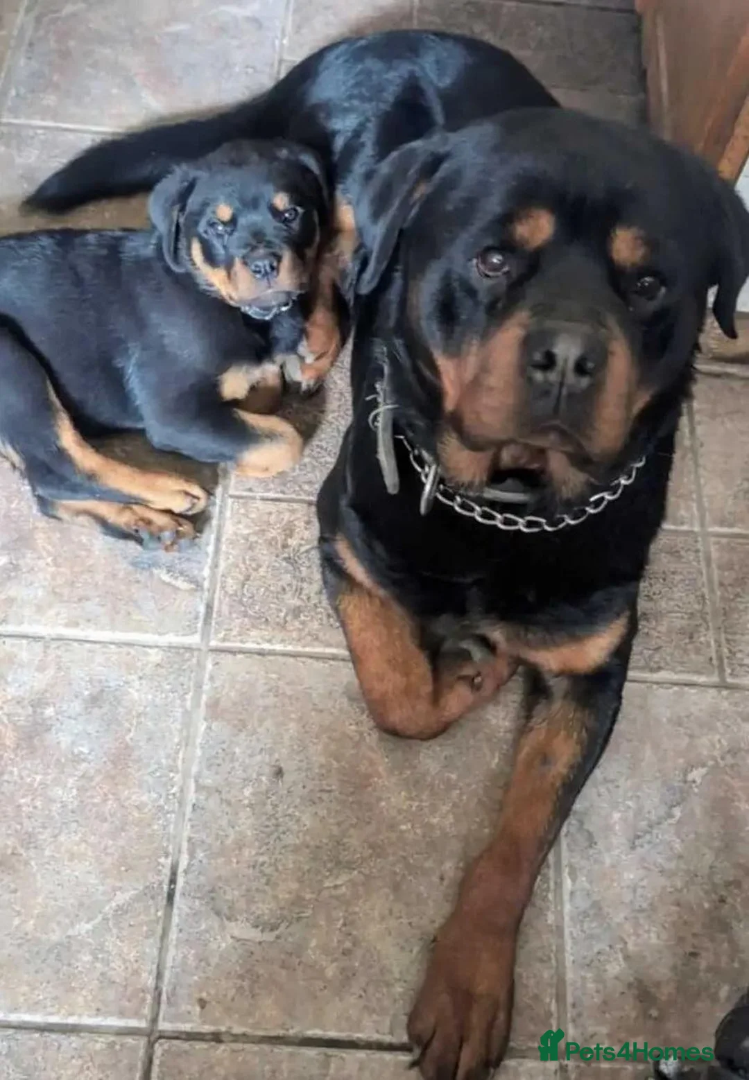 Rottweiler dogs for sale: 🎶Excellent top big 🧸bones quality pups🧸🧸 - Advert 8