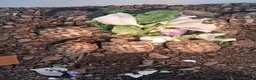 Hermann Tortoise reptiles for sale: Last 2, Hermann tortoises, UK bred. - Advert 2