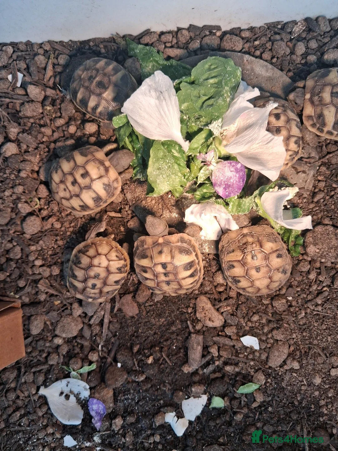 Hermann Tortoise reptiles for sale: Last 2, Hermann tortoises, UK bred. - Advert 2