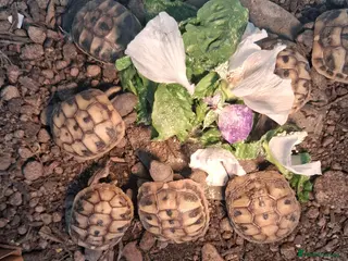 Hermann Tortoise reptiles Baby Hermann tortoises, UK bred. - Advert 18