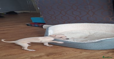 Italian Greyhound dogs - Advert 2
