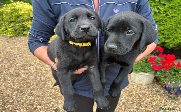 Labrador Retriever dogs - Advert 7