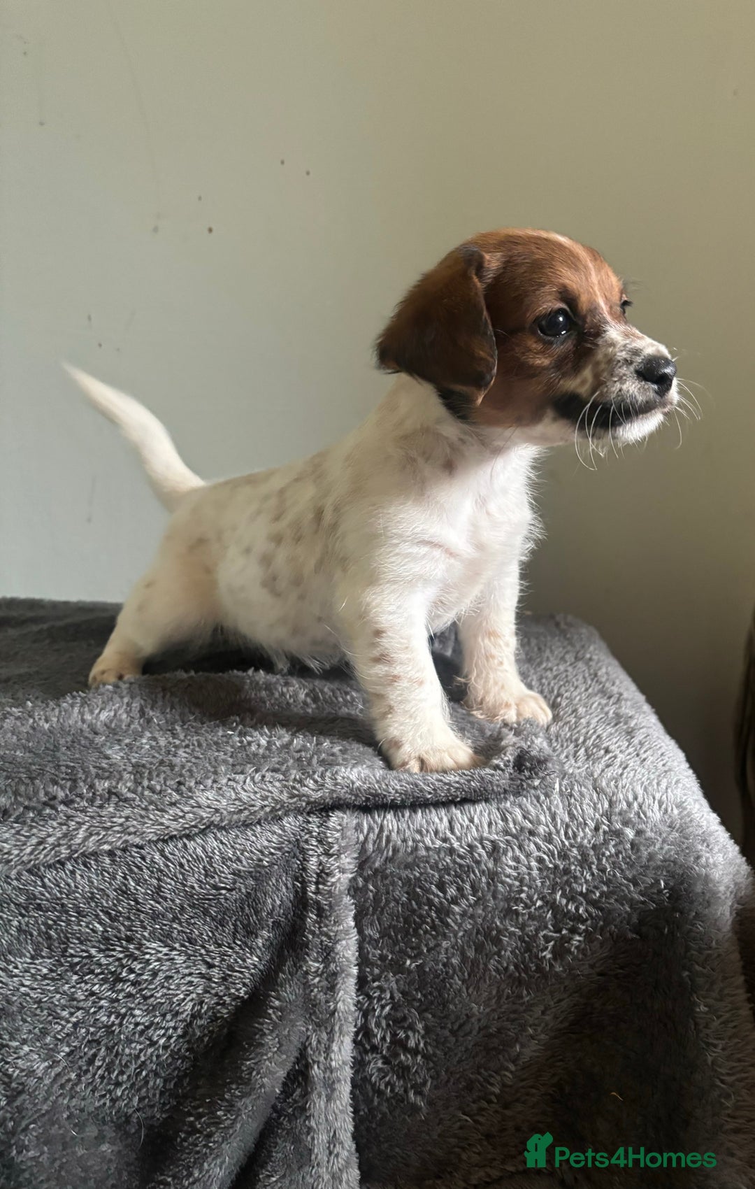 Jack Russell dogs for sale: Jack Russell puppy’s  - Image 5