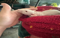 Rat rodents for sale: Pair of Dumbo Rex hairless male Rats - Image 6