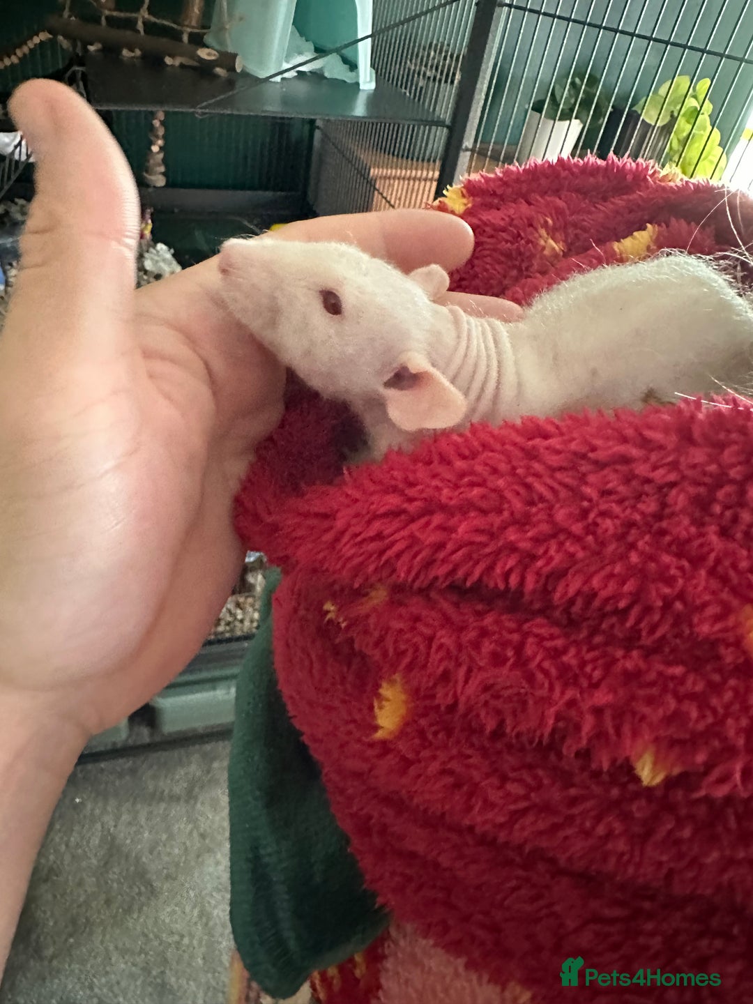 Rat rodents for sale: Pair of Dumbo Rex hairless male Rats - Image 6