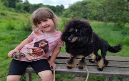 Maltipoo dogs for stud: Proven Pra clear Kcreg phantom toy poodle for stud in Manchester - Image 6