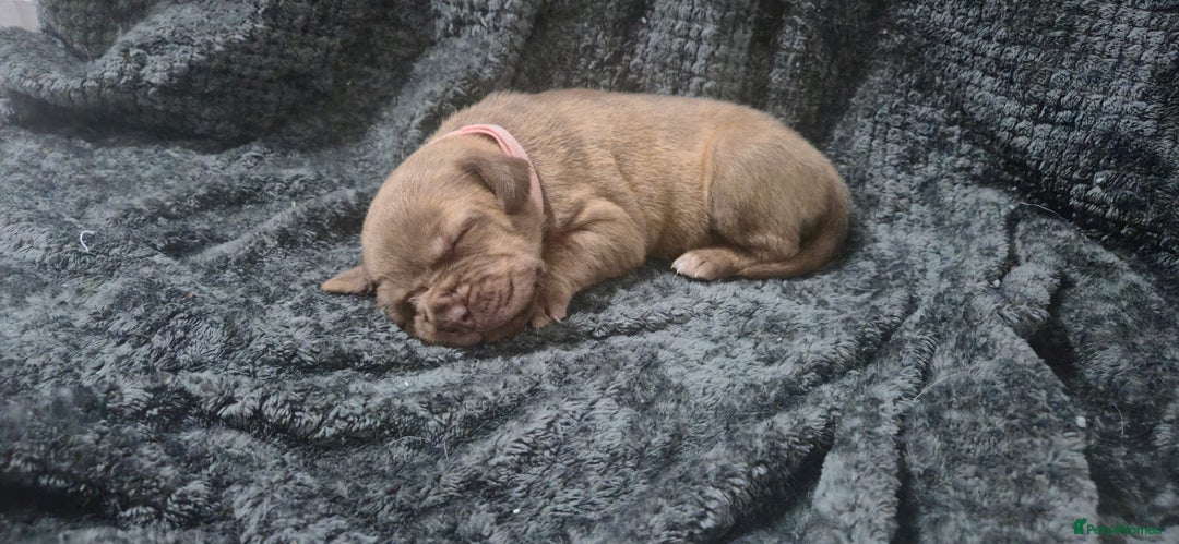 Mixed Breed dogs for sale: Outstanding Mastiff Puppies looking for homes  - Advert 6