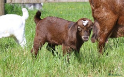 Goats livestock for sale: 3 Boer Wethers Looking For New Home - Image 2