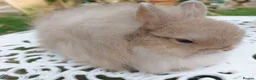 Cashmere Lop rabbits for sale: STUNNING JERSEY WOOLY BUCK  - Advert 3
