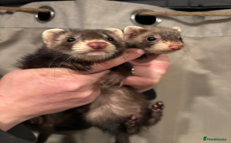 Ferret rodents Gill and hob  - Advert 1