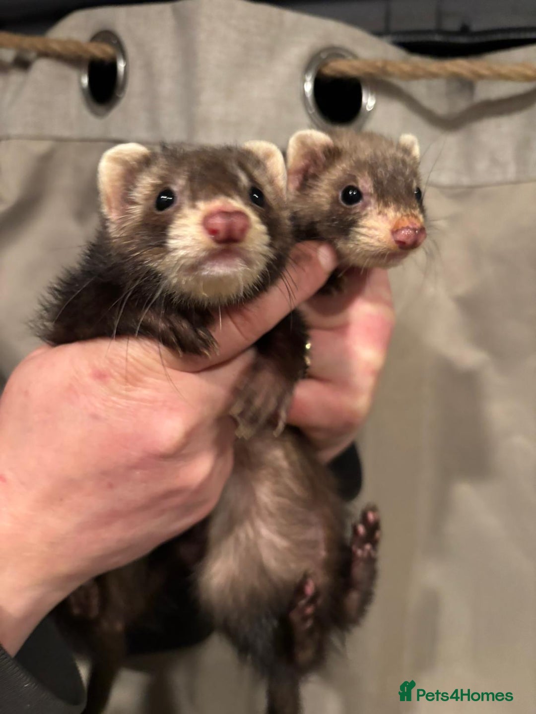 Ferret rodents for sale: Gill and hob  - Advert 1