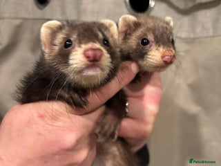 Ferret rodents Gill and hob - Advert 1