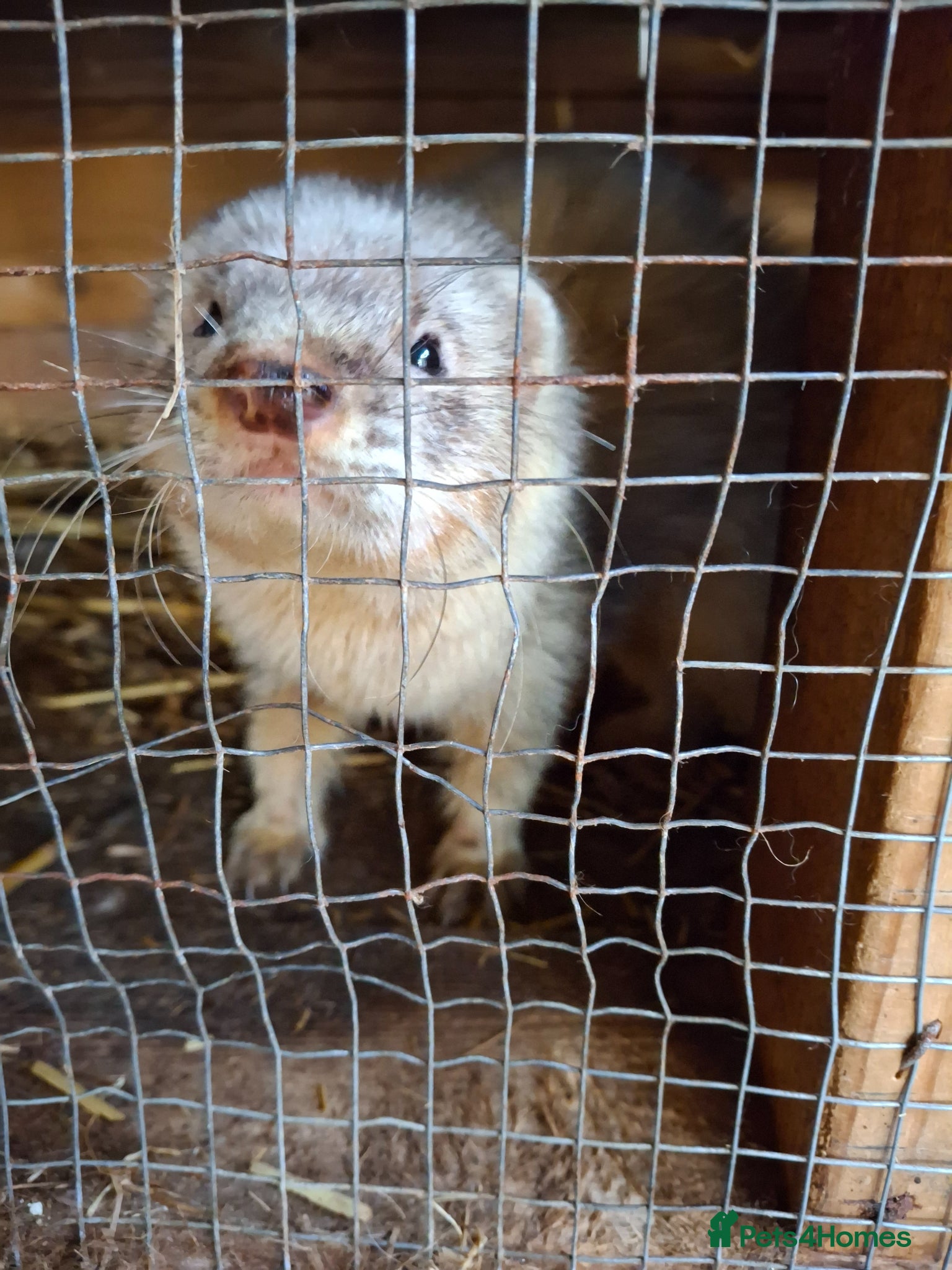 Ferret rodents Ferrets for sale - Advert 1