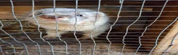 Ferret rodents for sale: Ferrets for sale - Advert 1
