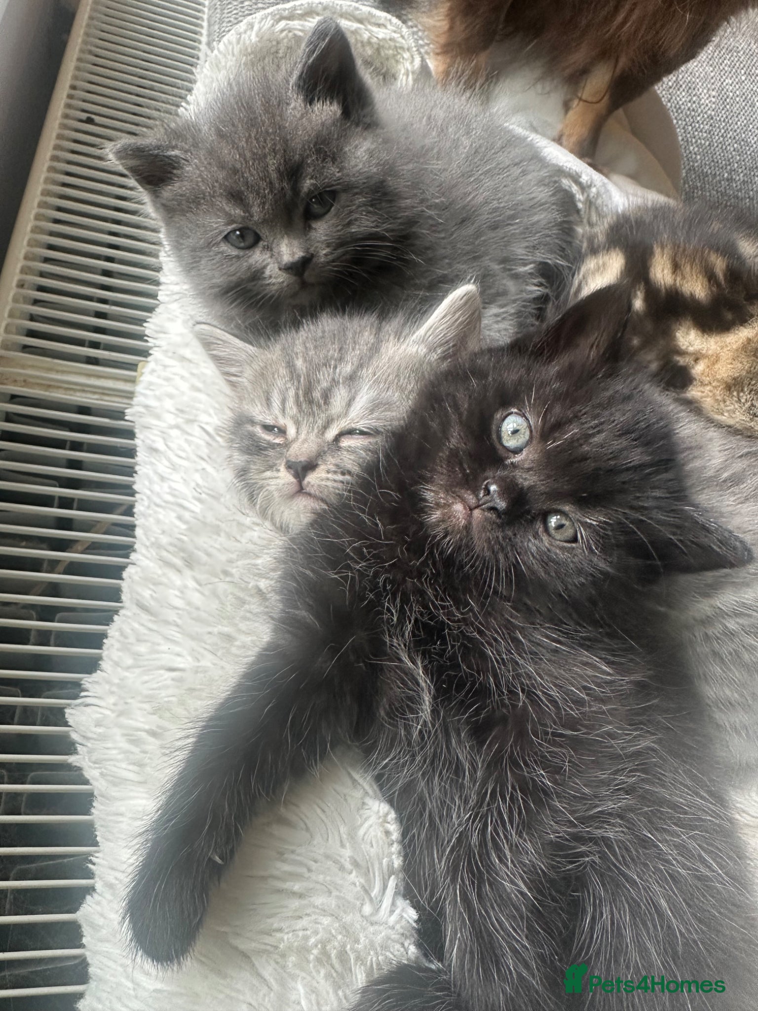 Persian cats Stunning Persian Cross Kittens  - Advert 4