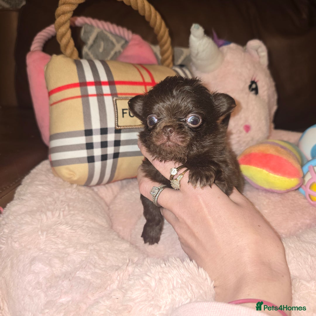 Chihuahua dogs for sale: XxQuality Chihuahua Chocolate Thai breeding pupsXx - Advert 18