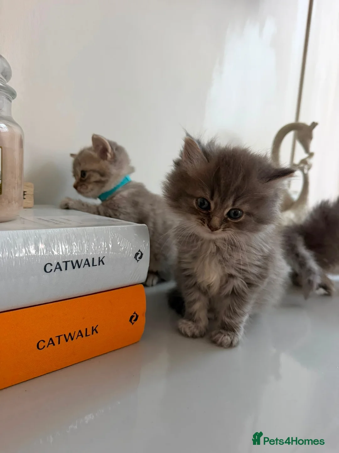 Ragdoll cats for sale: Gorgeous Ragdoll Cross Kittens - Advert 1