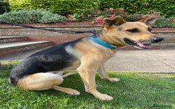 Mixed Breed dogs for adoption: Stunning Alfonz ready for love - Image 19