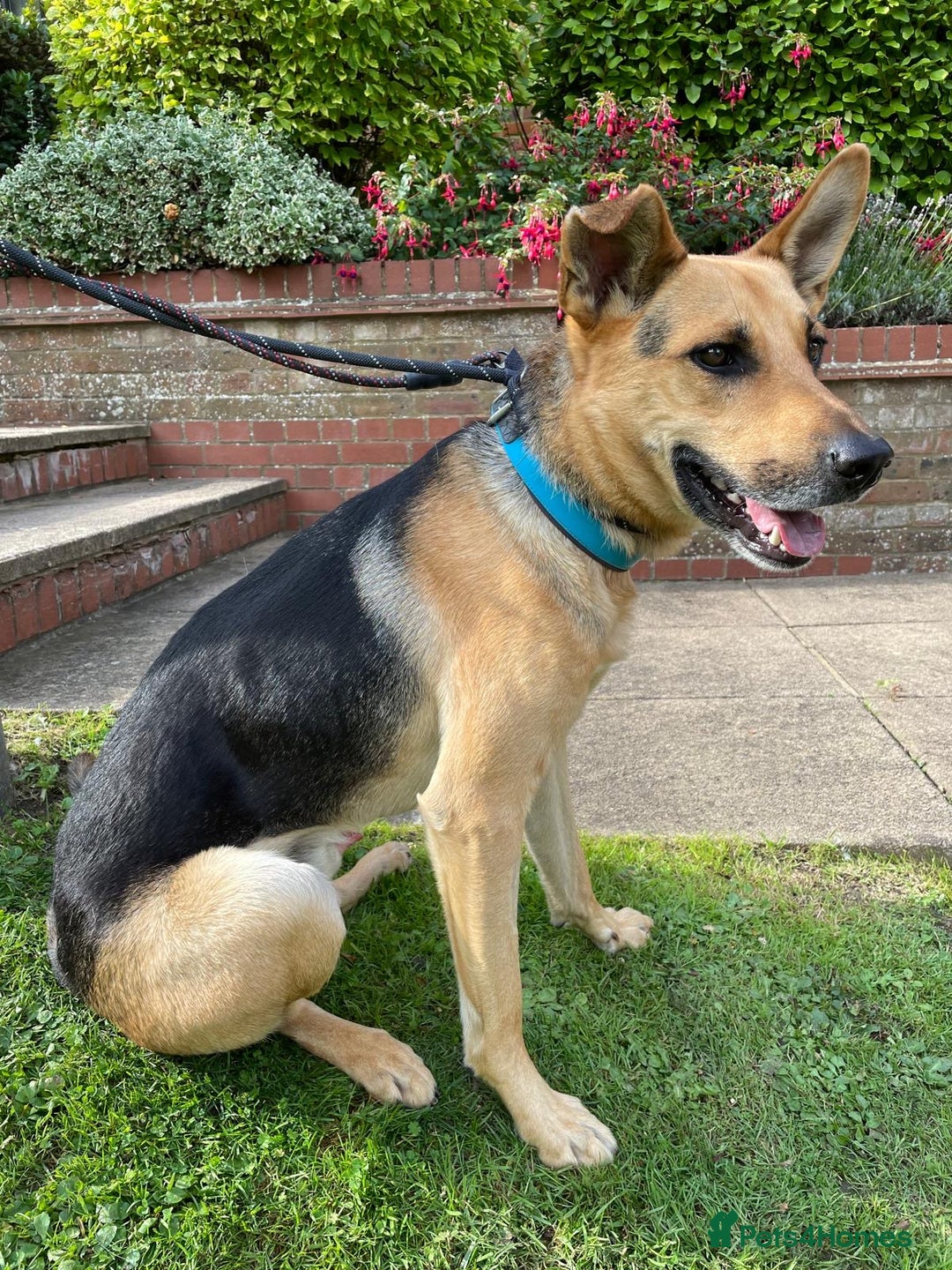 Mixed Breed dogs for adoption: Stunning Alfonz ready for love - Image 19