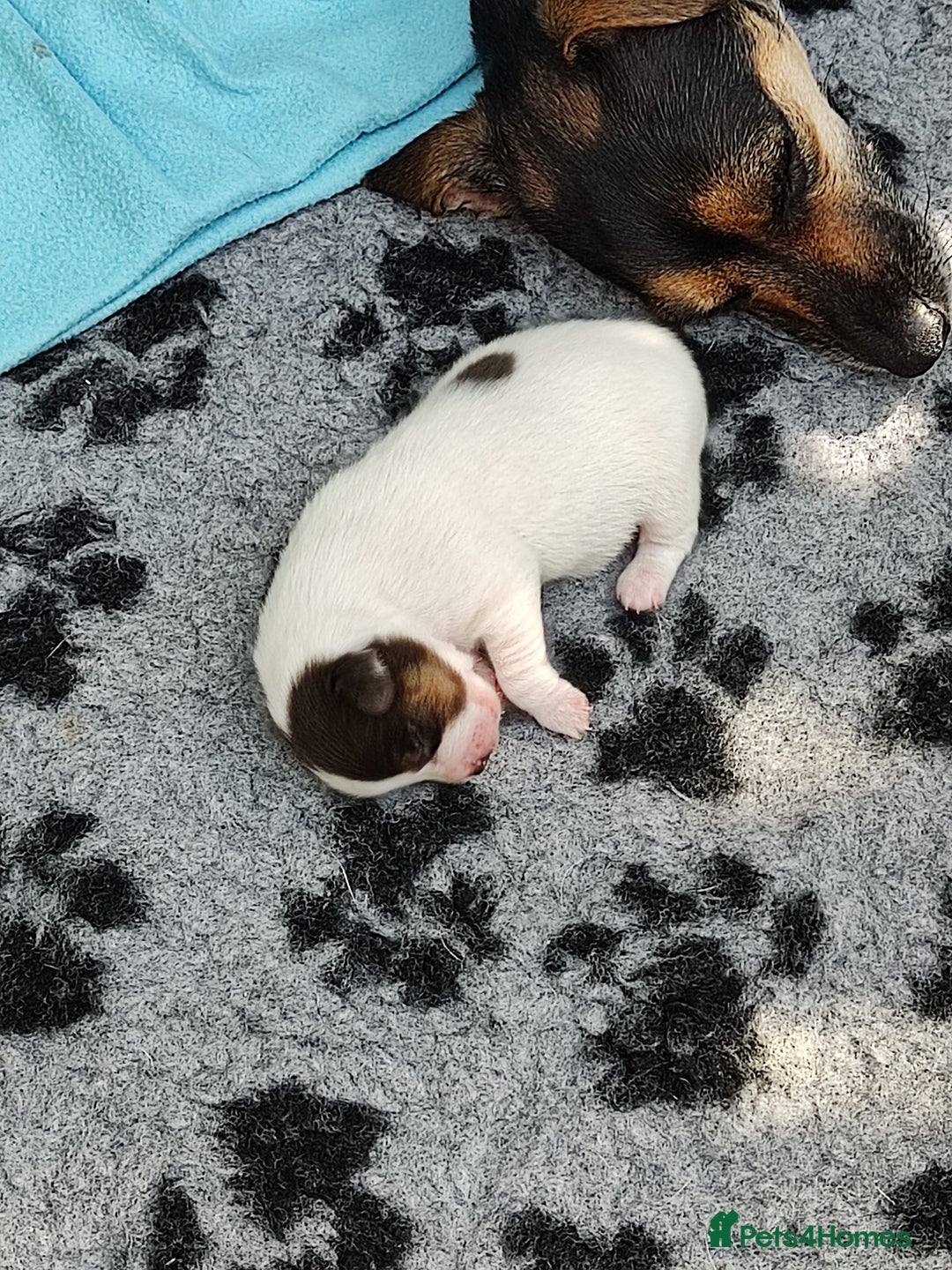 Jack Russell dogs for sale: Jack Russell puppies for sale - Image 5