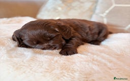 Labradoodle dogs for sale: ** RARE SILVER , CHOC & EBONY F1 LABRADOODLE PUPS  - Image 3