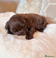 Labradoodle dogs - Advert 2