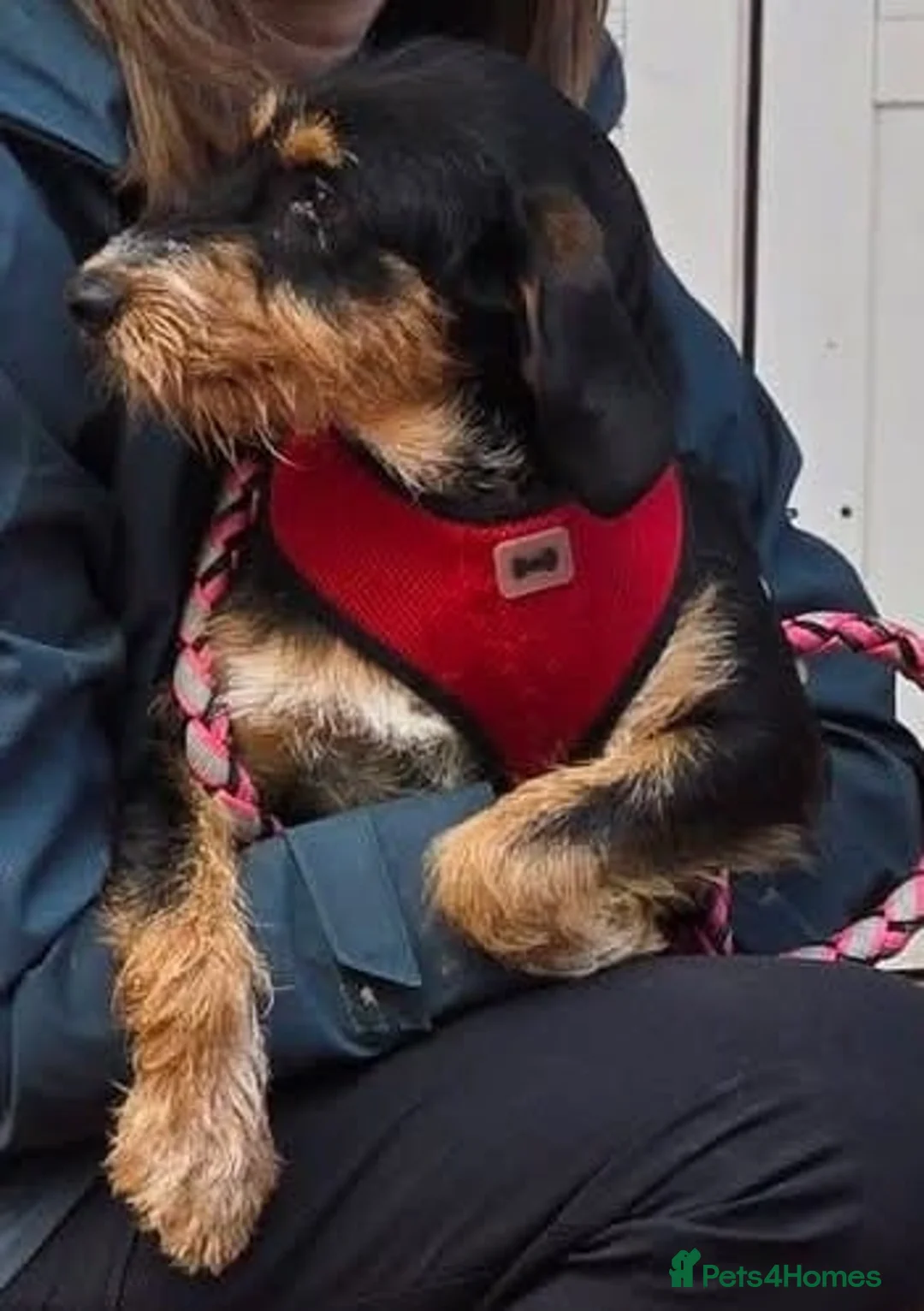 Mixed Breed dogs for adoption: Betsy - a gorgeous wirehaired girl in Matlock - Advert 5