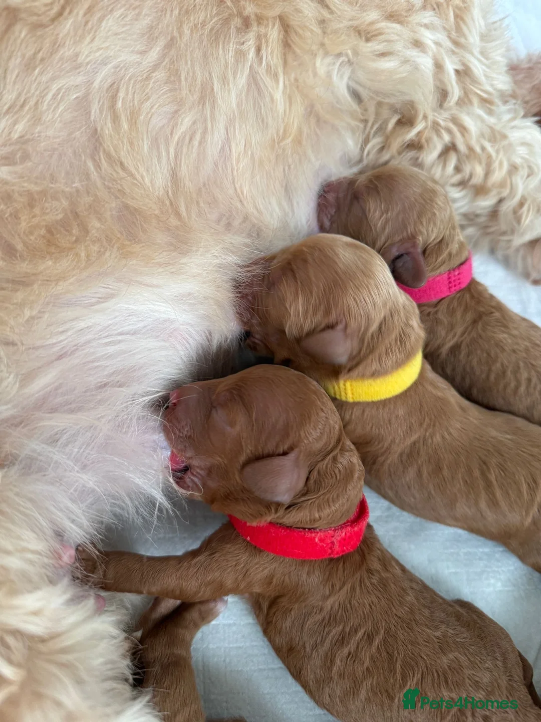 Miniature Poodle dogs for stud: PROVEN Miniature Poodle Stud - Champion Lines KC in Orpington - Advert 14