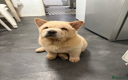 Chow Chow dogs for sale: Our last chow chow for sale !! - Image 4