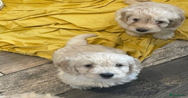 Cockapoo dogs - Advert 14