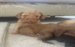 Cockapoo dogs for sale: F1 cockapoo puppies - Image 1