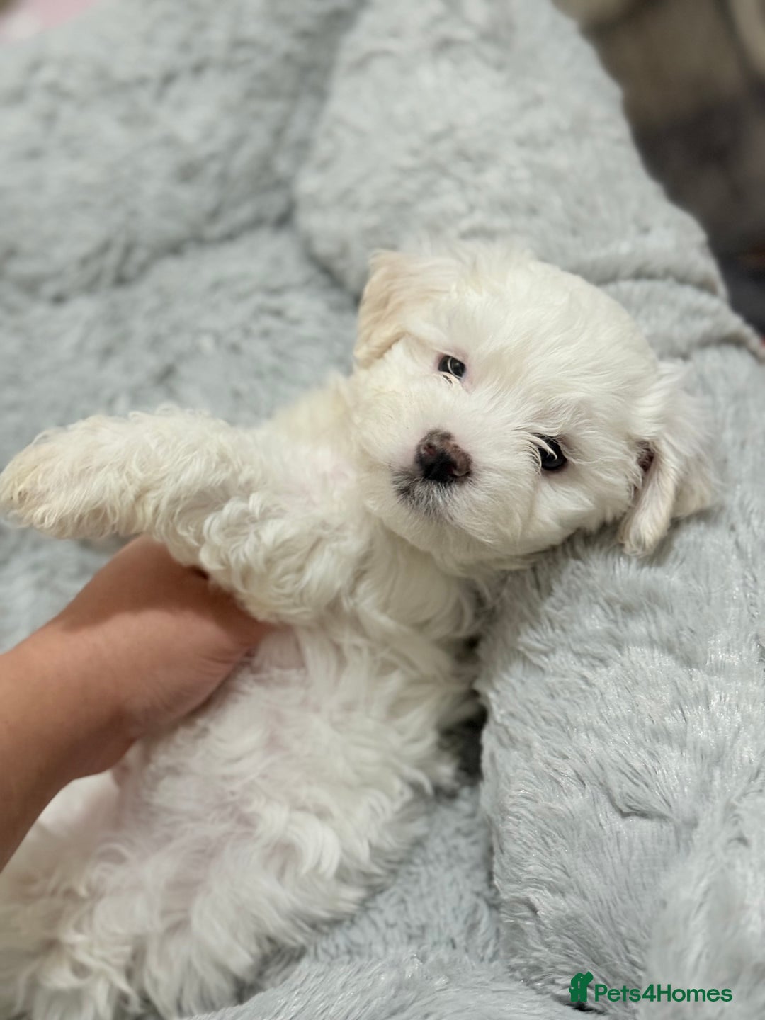 Maltese dogs for sale: Maltese puppy’s  - Image 5