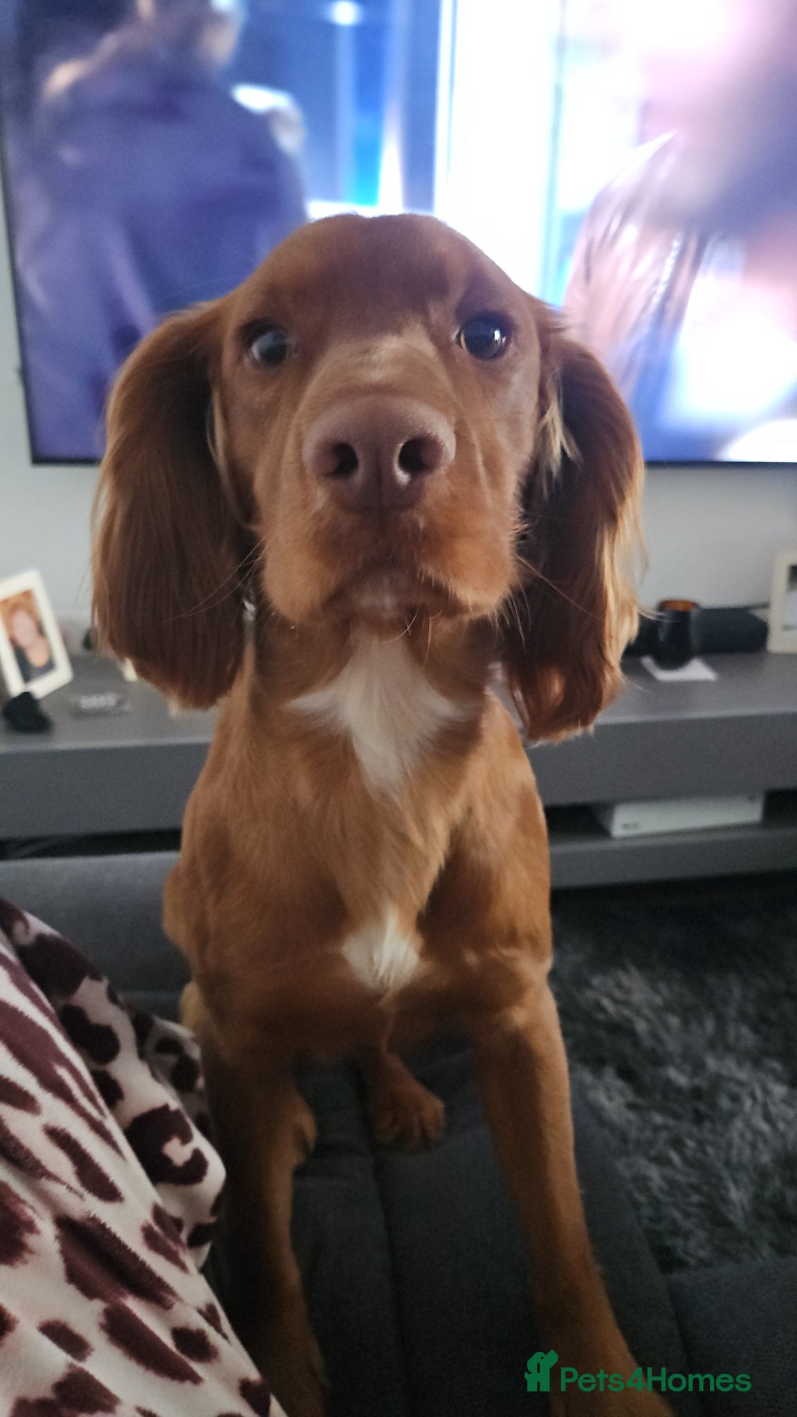 Cocker Spaniel dogs Golden cocker spaniel - Advert 9