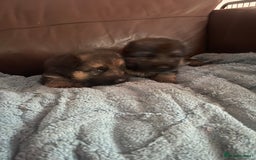 German Shepherd dogs for sale: German shepherd puppies kc registered - Image 1
