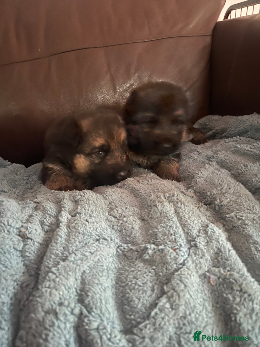 German Shepherd dogs for sale: German shepherd puppies kc registered - Image 1