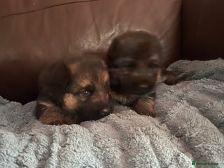 German Shepherd dogs - Advert 2