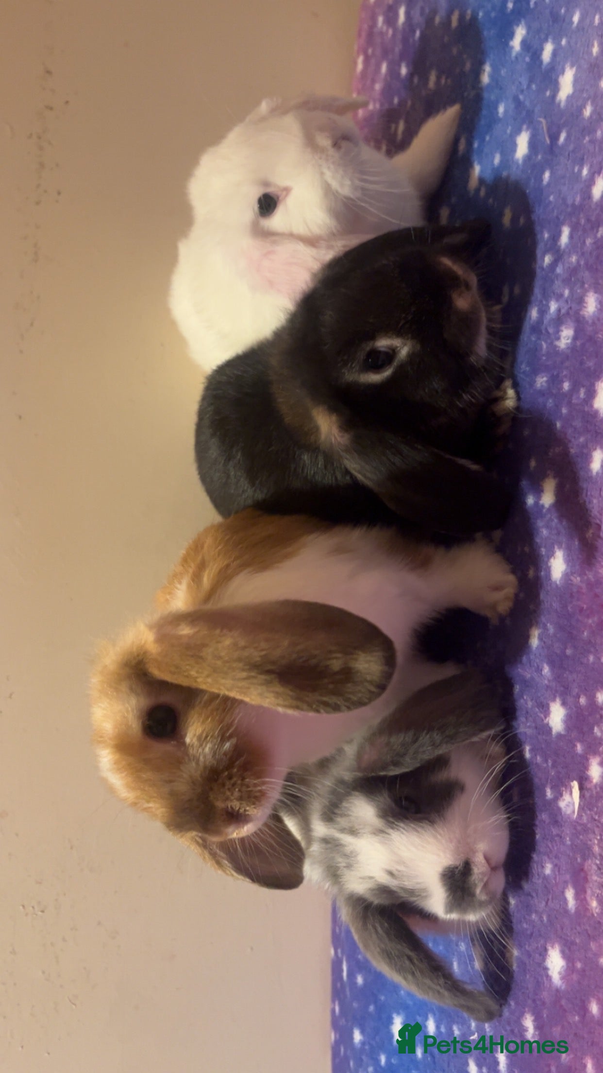 Mini Lop rabbits 4 stunning pure bred mini lops ready now - Advert 4