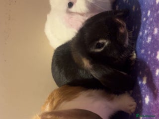 Mini Lop rabbits 4 stunning pure bred mini lops ready now - Advert 4