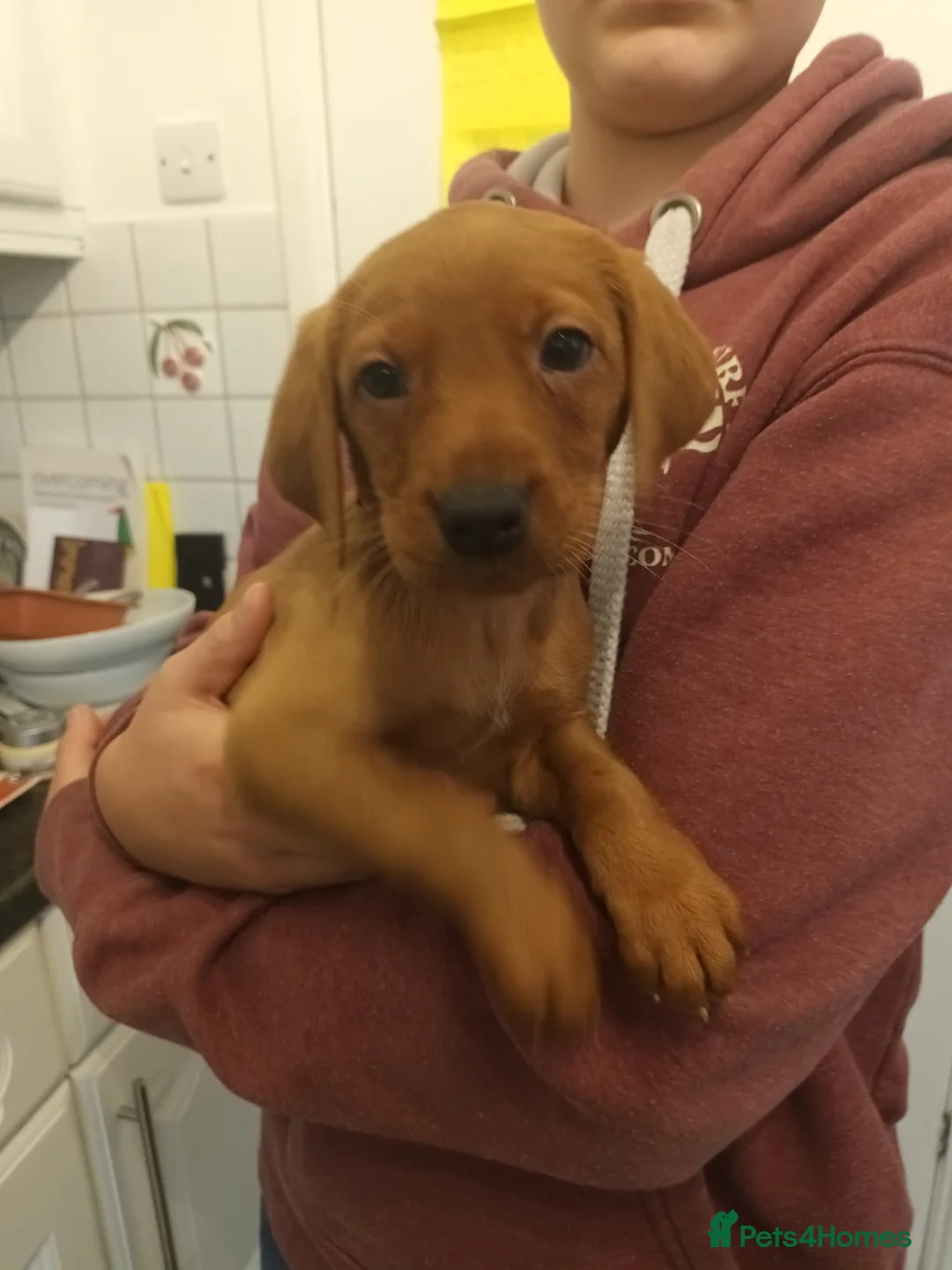 Labrador Retriever dogs for sale: Fox Red KC Reg Fox Red Lab, M&D hip & elbow scored - Advert 6