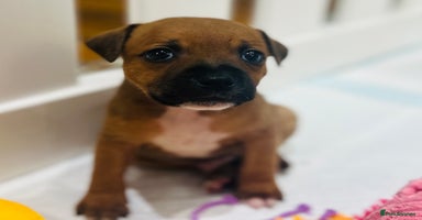 Staffordshire Bull Terrier dogs - Advert 15