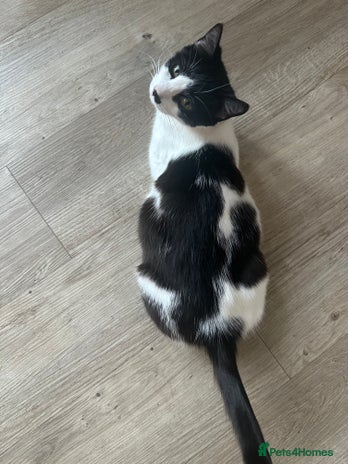 Mixed Breed cats Mixed breed kittens - Advert 1