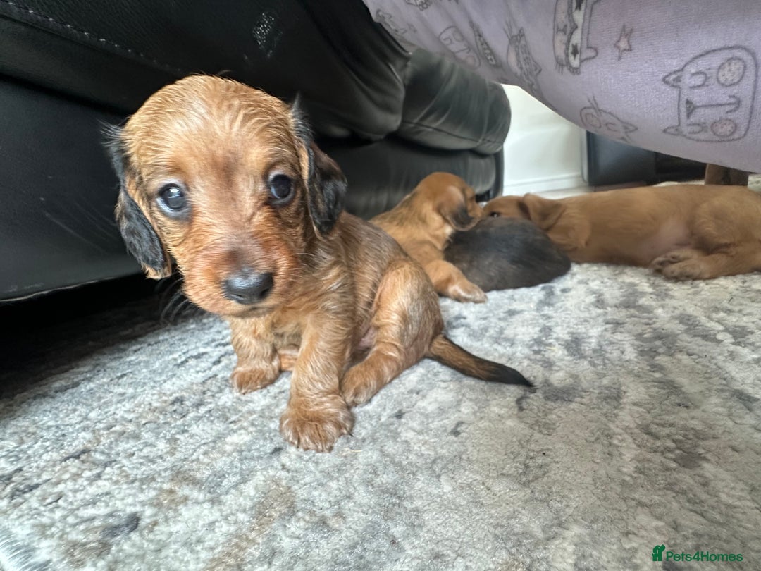 Mixed Breed dogs for sale: Doxiepoo puppys, Dachshund, Poodle - Image 2