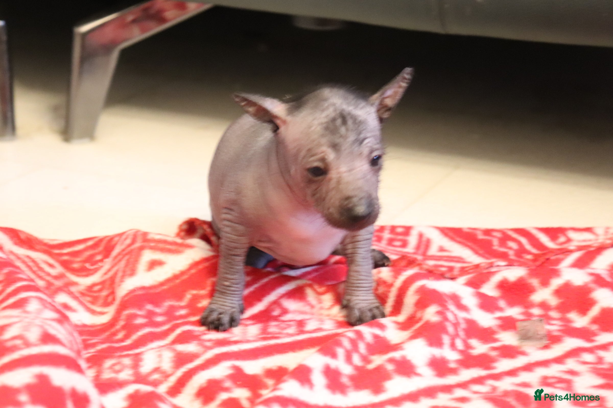 Mexican Hairless dogs Mini size girls 1800 2000. - Advert 2