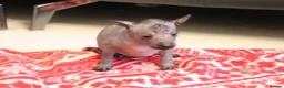 Mexican Hairless dogs for sale: Mini size girl. - Advert 3