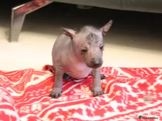 Mexican Hairless dogs Mini size girls 1800 2000. - Advert 2