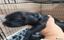 Sprocker dogs for sale: Sprocker puppies - Image 2
